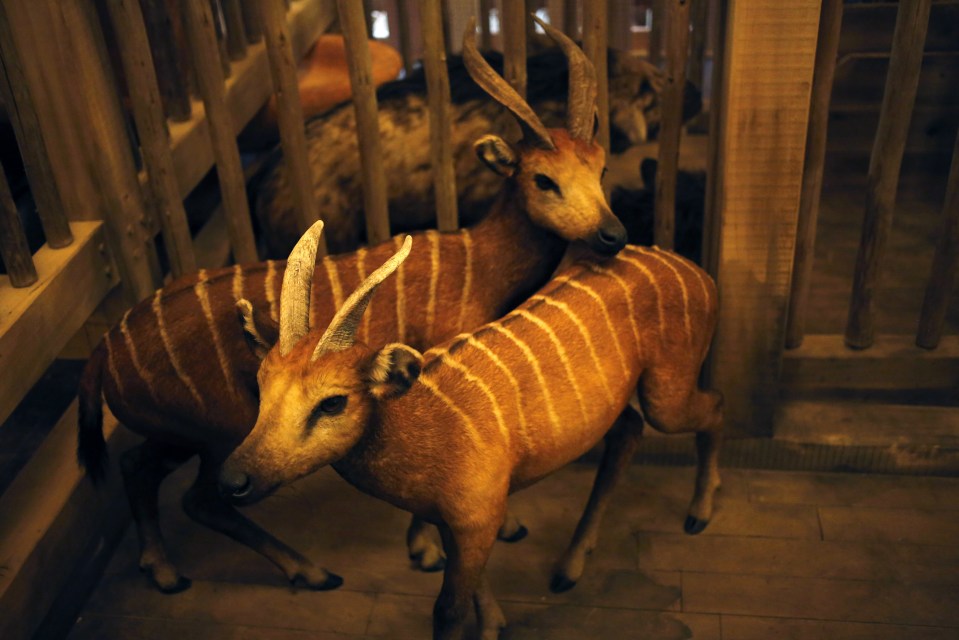 An exhibit of model animals is displayed inside