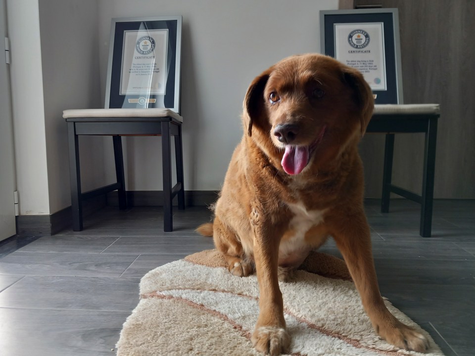 Bobi's title of the 'world's oldest dog' has been suspended by the Guinness World Records