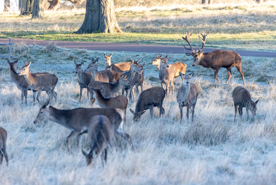 Deer graze on the frosty grass in London’s Richmond Park