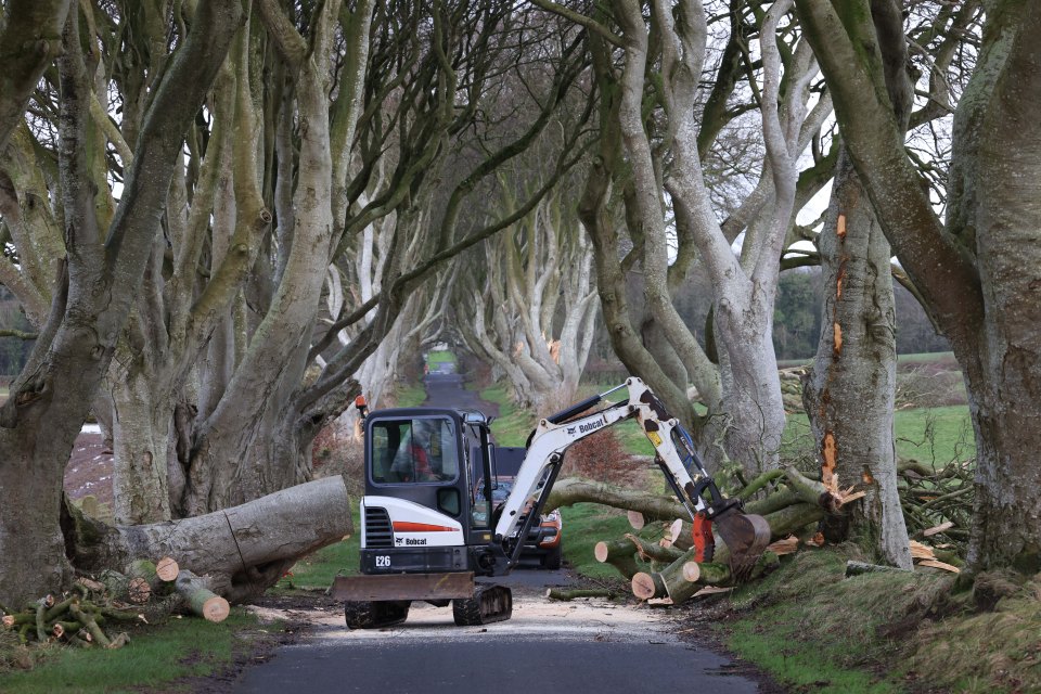 Storm Isha brought down large oka trees at The Dark Hedges in Ballymoney - made famous by TV series Game of Thrones