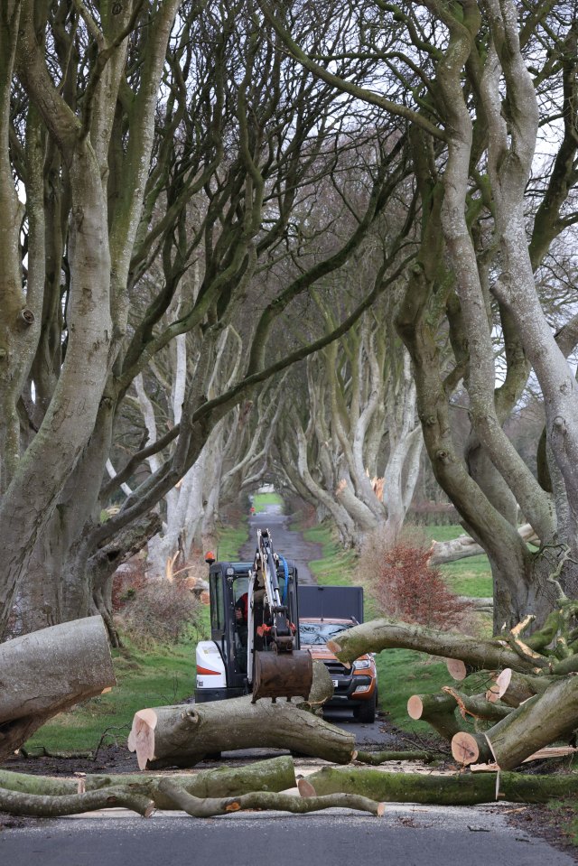 Contractors today cleared the fallen trees, known from Game of Thrones