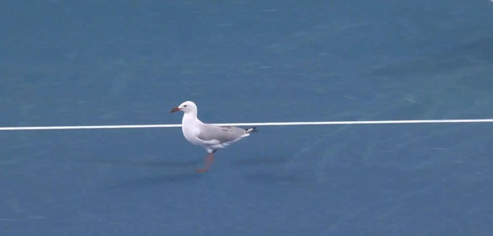 The seagull also made its way to Court 3 for Jan-Lennard Struff vs Rinky Hijikata