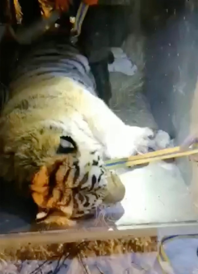 Russian hunting authorities reportedly sedated this tiger after it killed 10 dogs