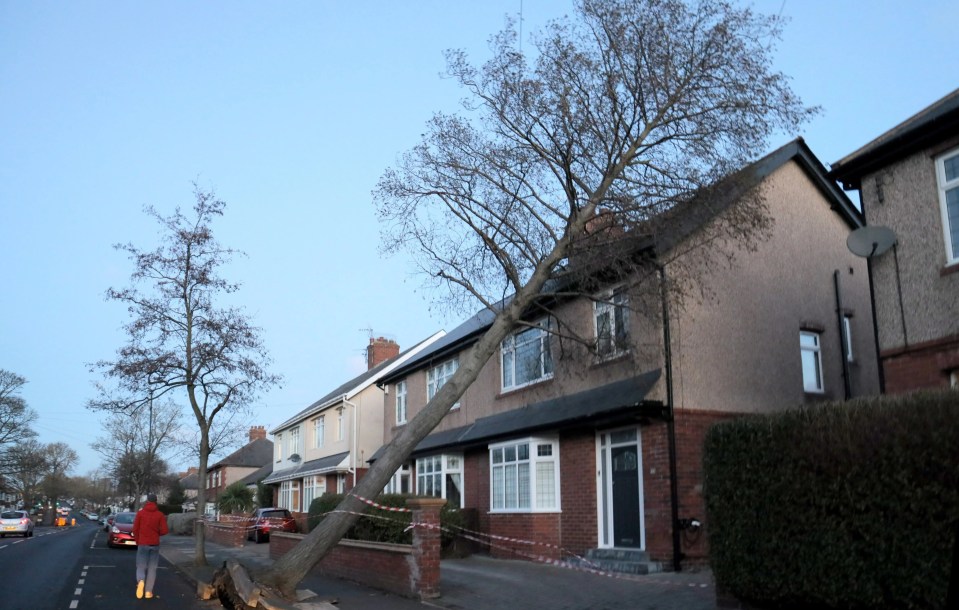 Storm Isha blew a tree down on top of a home in North Shields on North Tyneside last night