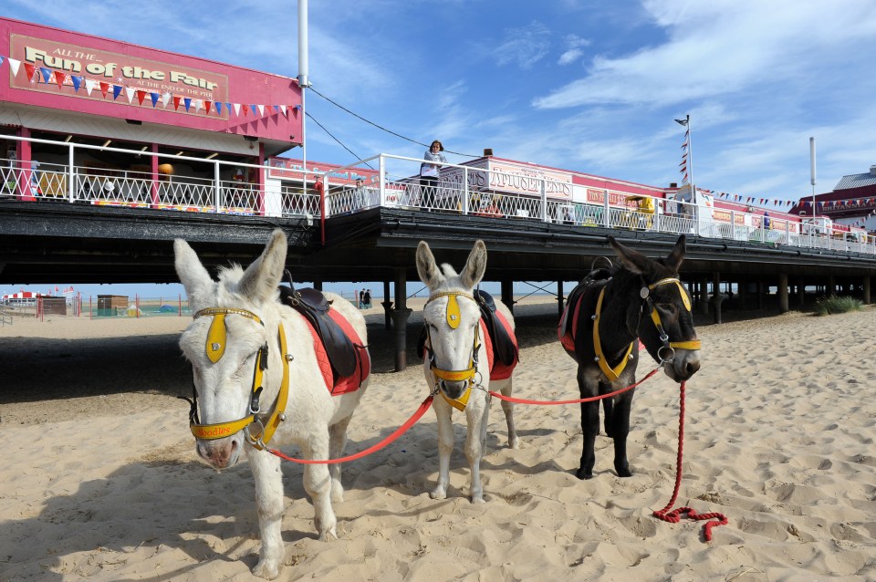 C7P1JK Donkeys on the beach Great Yarmouth pier Norfolk England Uk. Seaside resort donkey donkeys