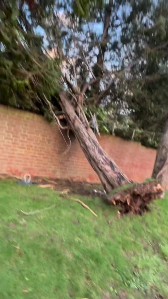 He captured the exposed roots of the tree as it perched on his wall