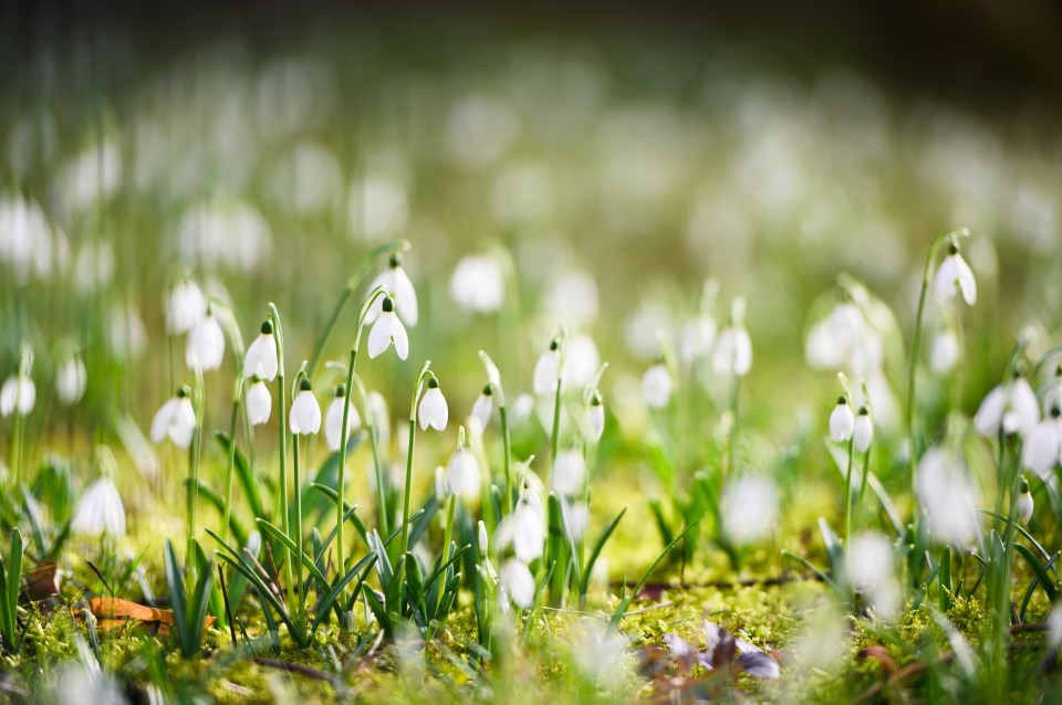 There are snowdrop festivals all over the UK in the coming months