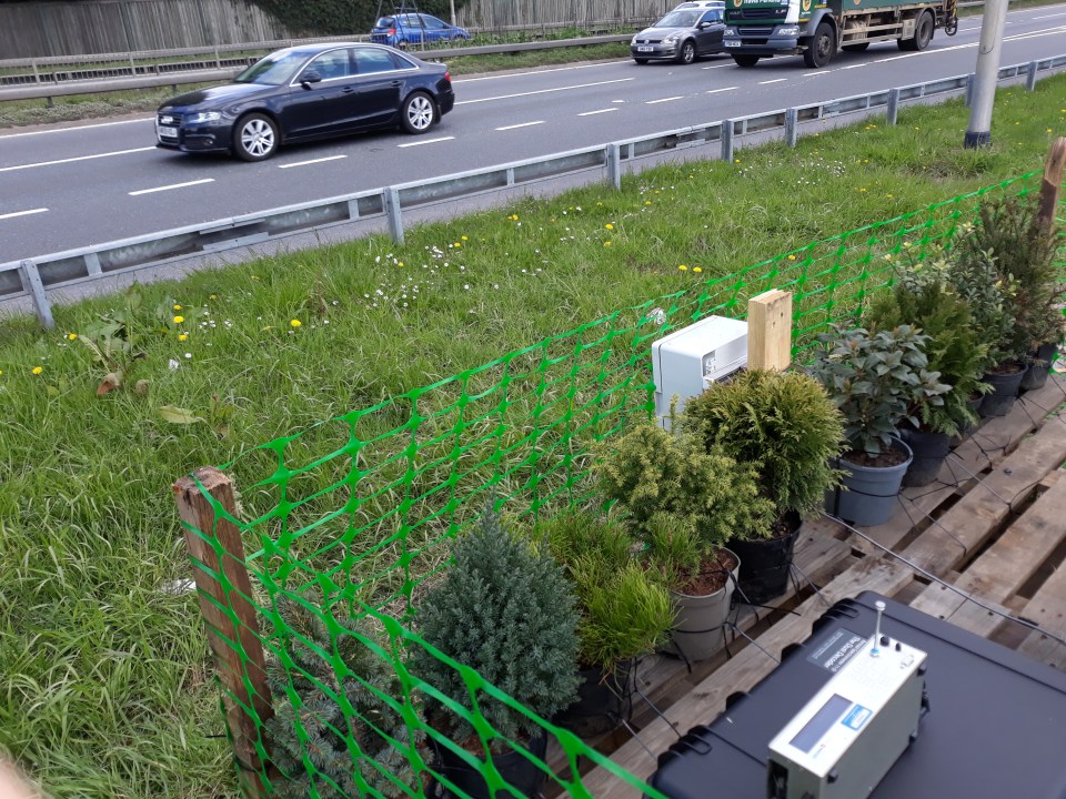 The ten different trees planted by the A3 in Guildford to catch pollution