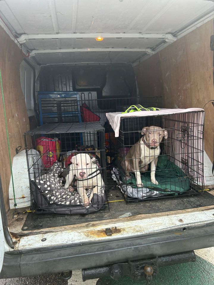 Dogs are being taken up north to Scotland where the laws do not yet apply