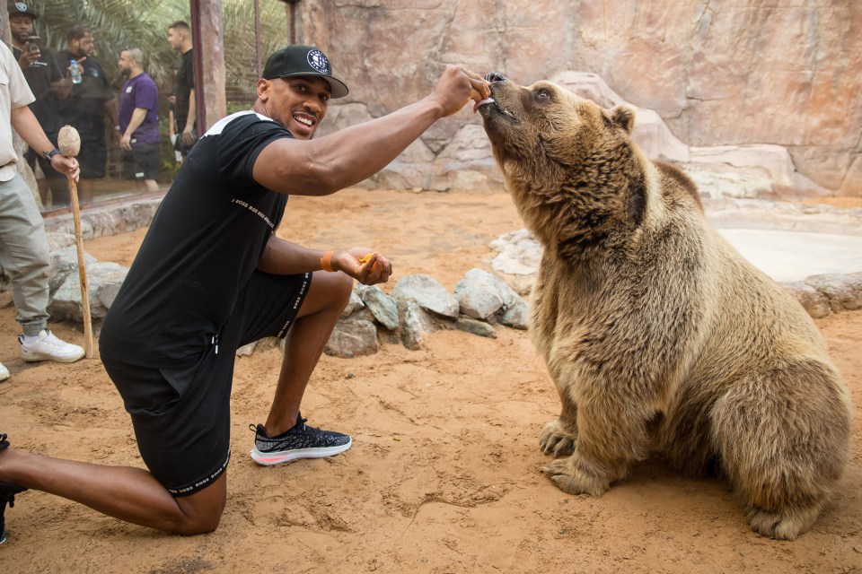 There's nothing for AJ to feel grizzly about as he warmed up for what could be a spectacular year in the ring with a touching bear encounter