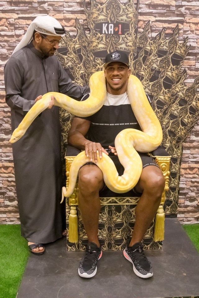 Joshua also posed with a python, having snaked back into contention at the top of heavyweight boxing with three straight wins