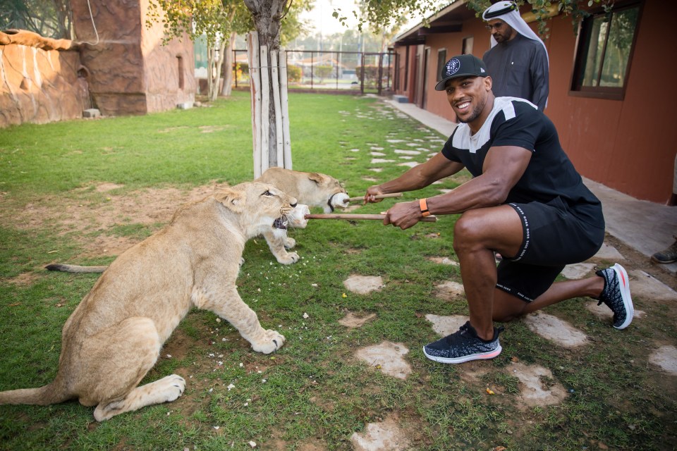 Away from the liger, AJ found it less stressful with other animals at the zoo, including some slightly large but nevertheless still big cats