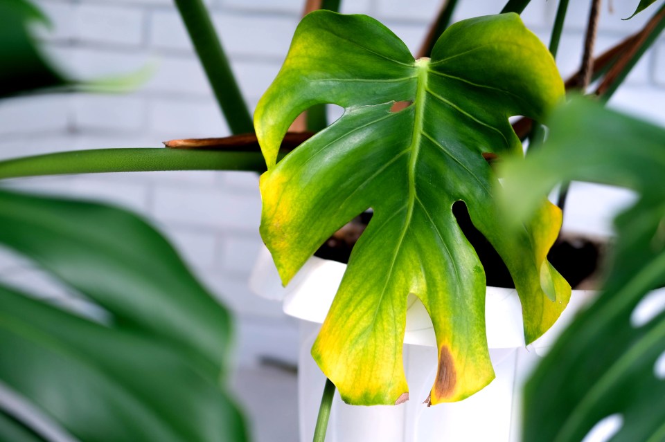 Cheese plant - known as Monstera Deliciosa - can suffer yellowing leaves