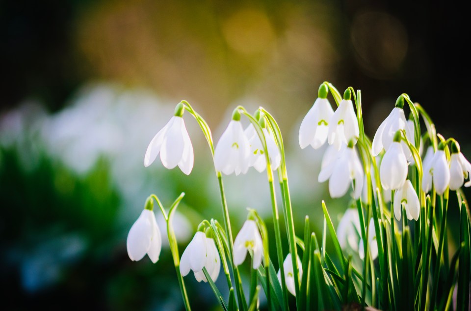 Snowdrops have been mythologised as The First Flower