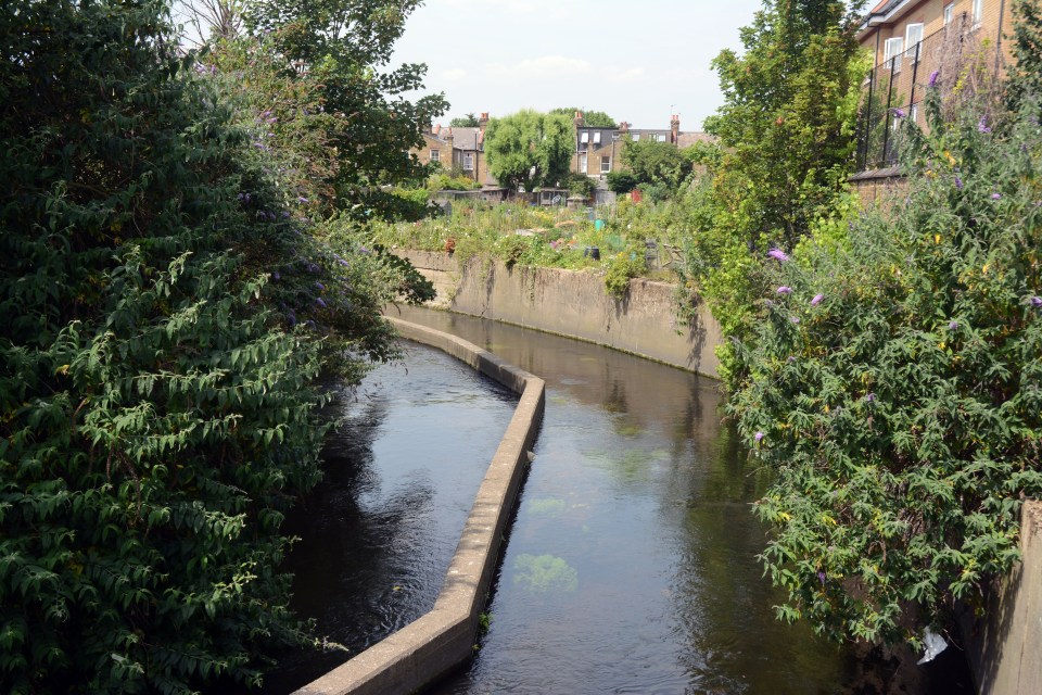 Construction worker Hector caught the 3lb beauty on the River Wandle, a tributary feeding into the Thames, near Mitcham in South West London