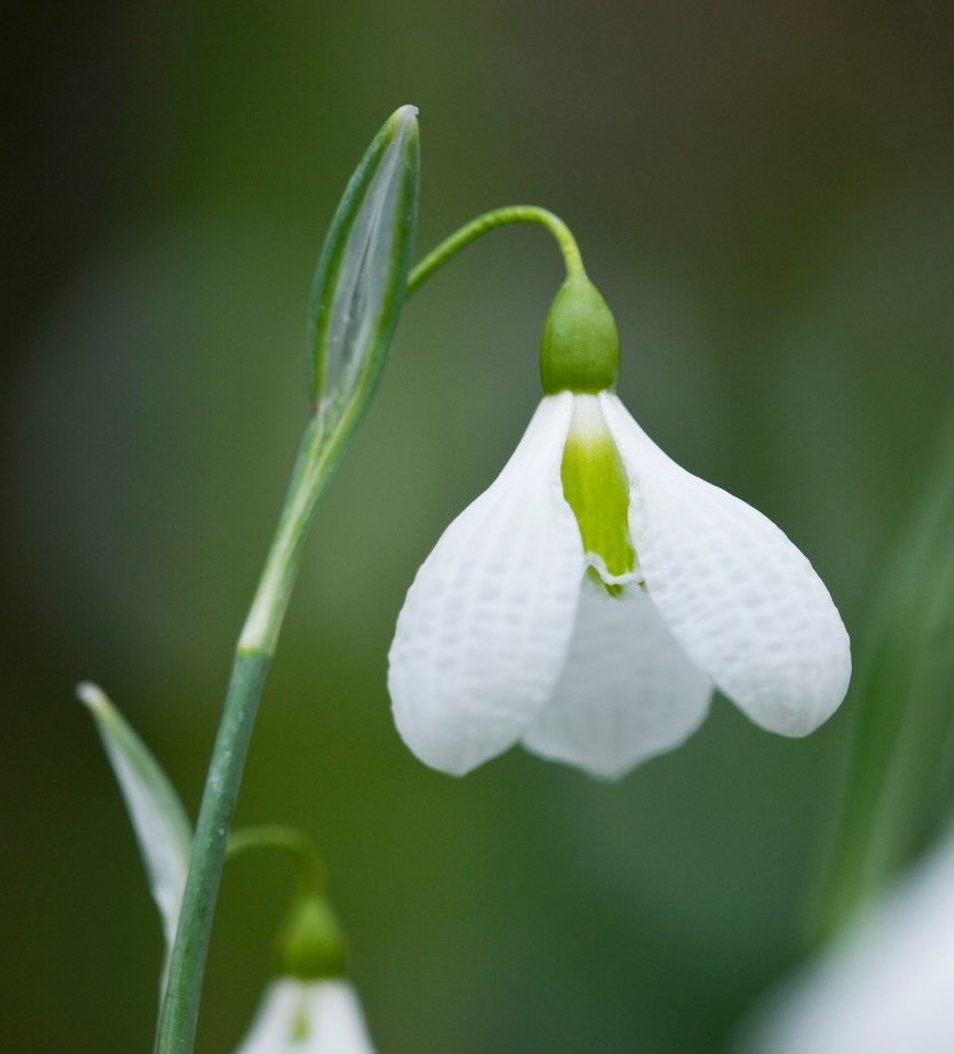 Galanthus 'plicatus diggory'