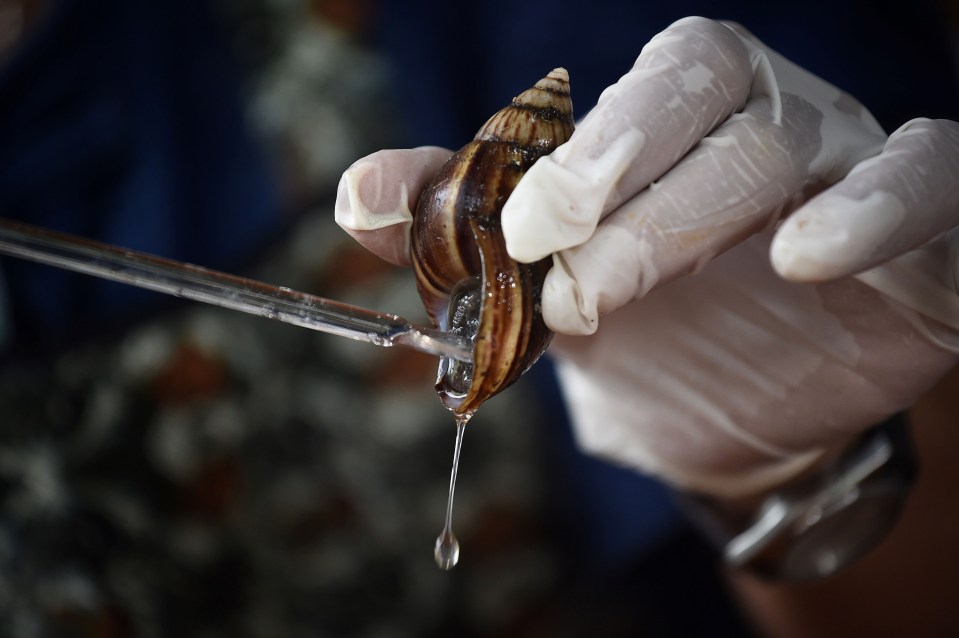 A snail being milked of its serum at a  farm in Thailand’s Nakhon Nayok province