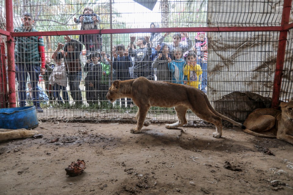 Animals and humans alike are enduring harsh conditions in this zoo as Israel continues its offensive