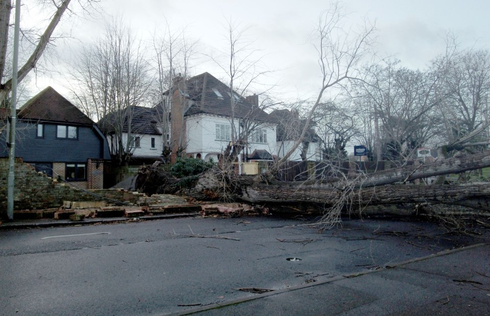 A fallen tree in in Southborough Lane Bickley, Bromley, south east London on January 22