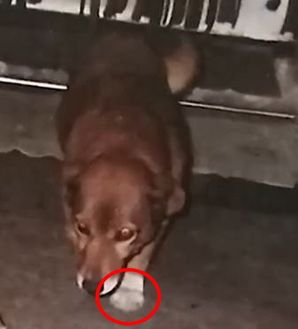 Some people noticed Bobi's paws in old photos were white, whereas they were brown when he died