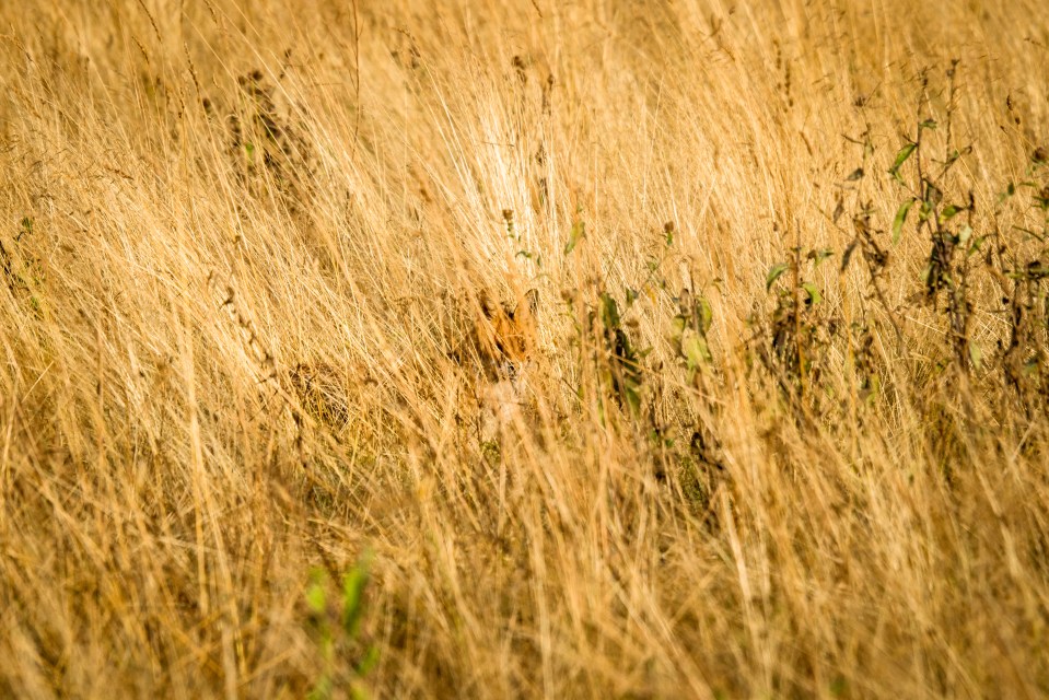 Can you spot the fox hiding in the grass?