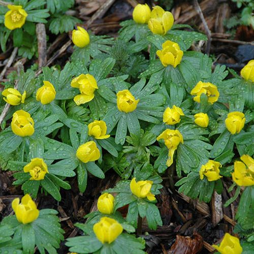 These aconites will bring a burst of colour to your garden