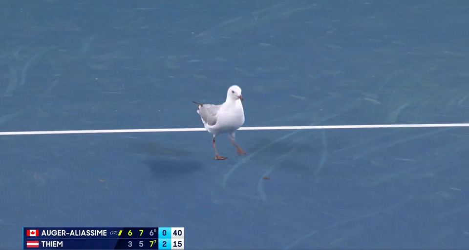 The seagull invaded the match between Dominic Thiem and Felix Auger Aliassime