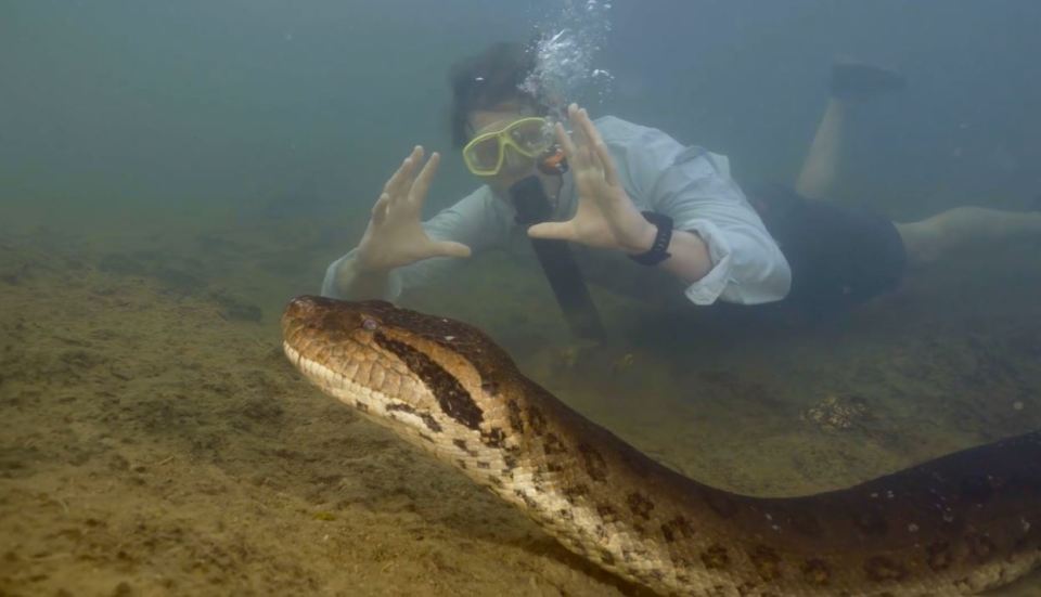 Prof Vonk was filmed swimming alongside the world's largest snake