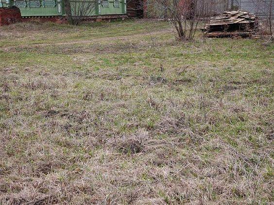 Everyone can see the messy lawn but can you spot a sneaky cat in 7 seconds?