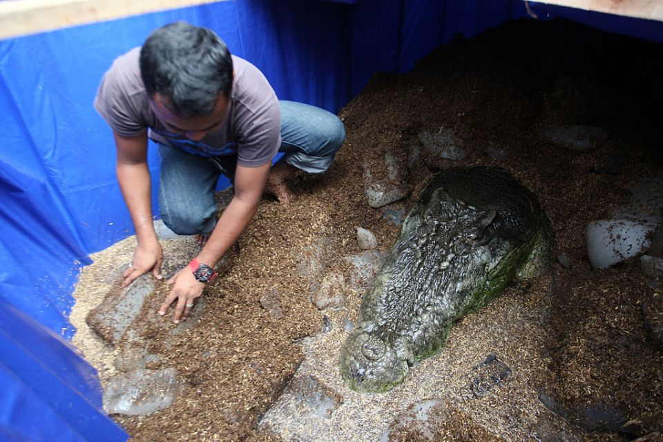 It took 100 men to restrain the croc once he was captured