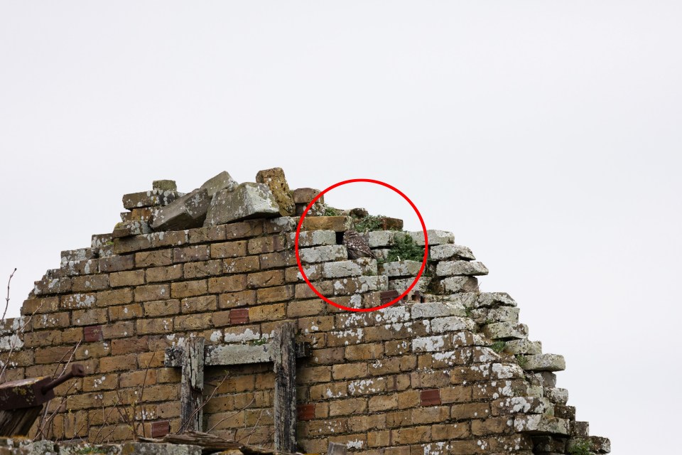 Paul Meek / CATERS NEWS (PICTURED Owl camouflaged as if they are one of the bricks in the abandoned building ) You’ll need 20:20 vision to spot the owl hiding in this set of photos.If you look closely, you’ll notice this little owl camouflaged into a derelict building in Elmley Nature Reserve in Kent These […]