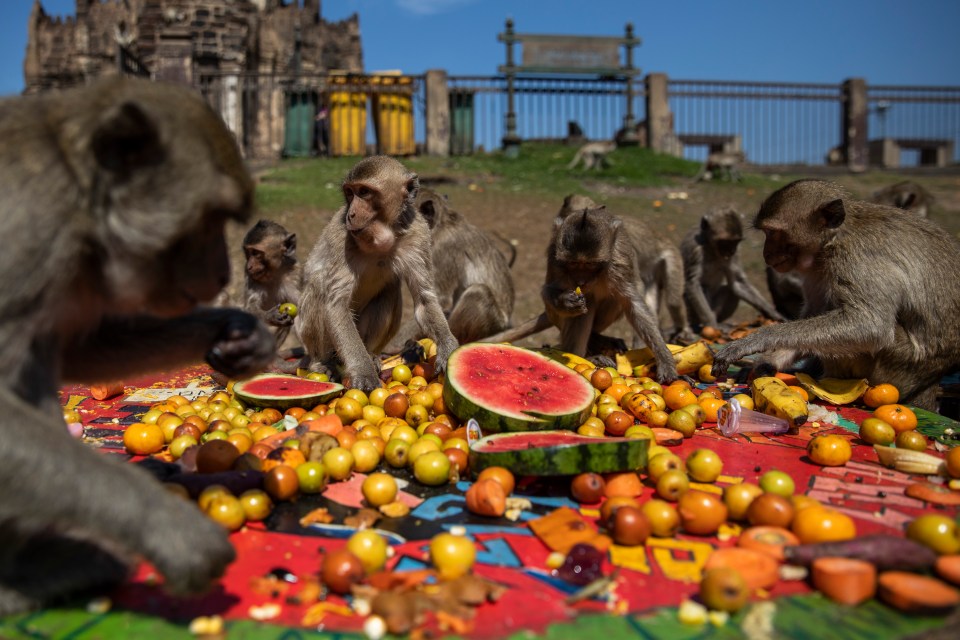 Monkeys eat fruit given to them by locals and tourists during the buffet festival