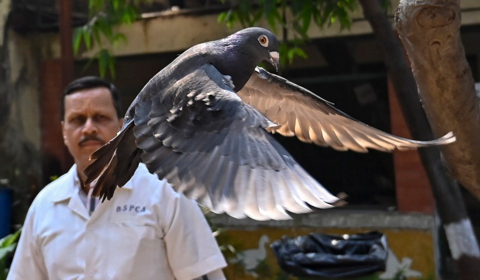 A pigeon that was arrested on the belief it was spying has finally been freed