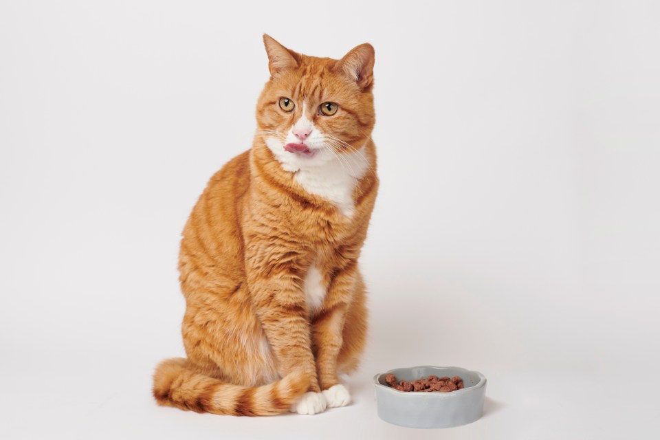 Wiggins has put eight supermarket cat food pouches to the test