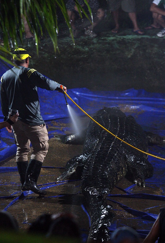 Lolong died from stress and infection