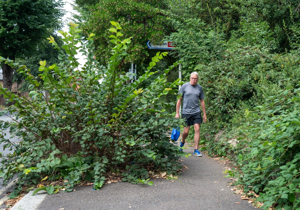 Footpaths became impassable in Brighton due to the weeds