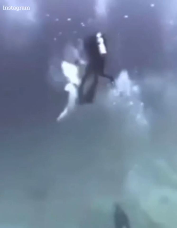 The shark makes a beeline for a diver