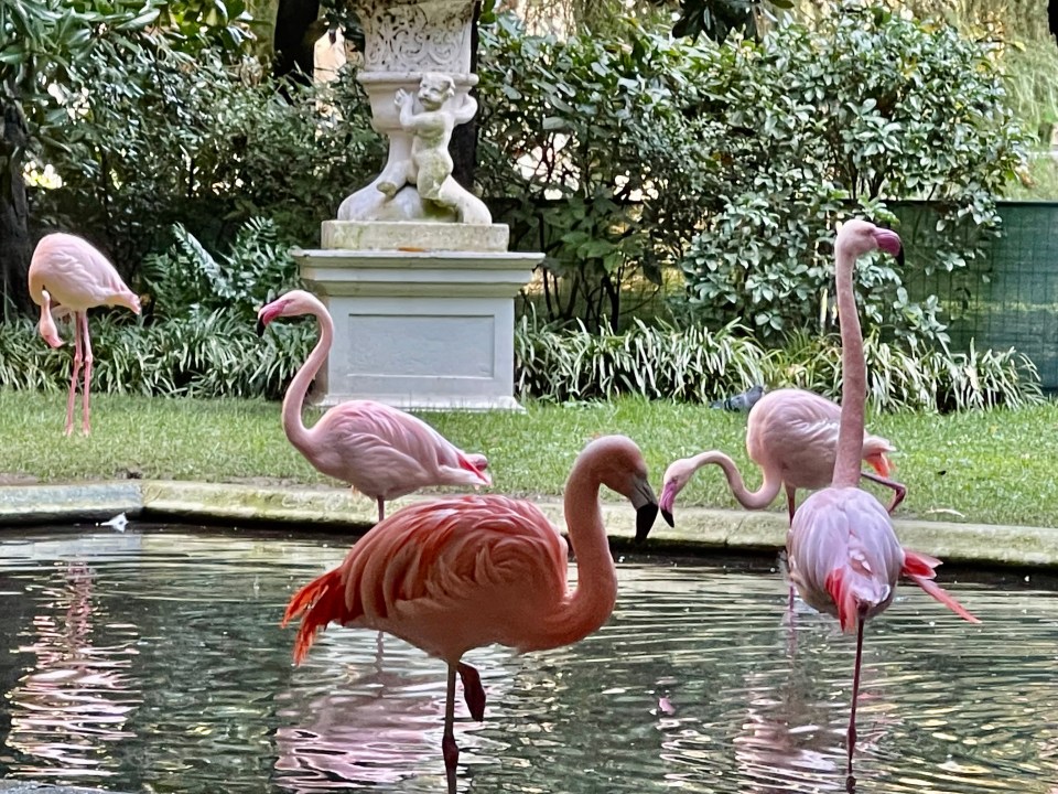 Domestic pink flamingos, in a private garden with fountain, in the heart of the metropolitan city of Milan.