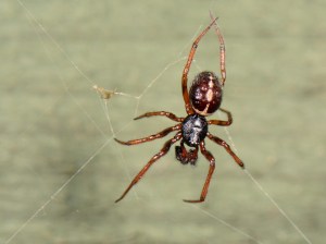  False widow spiders live a couple of years