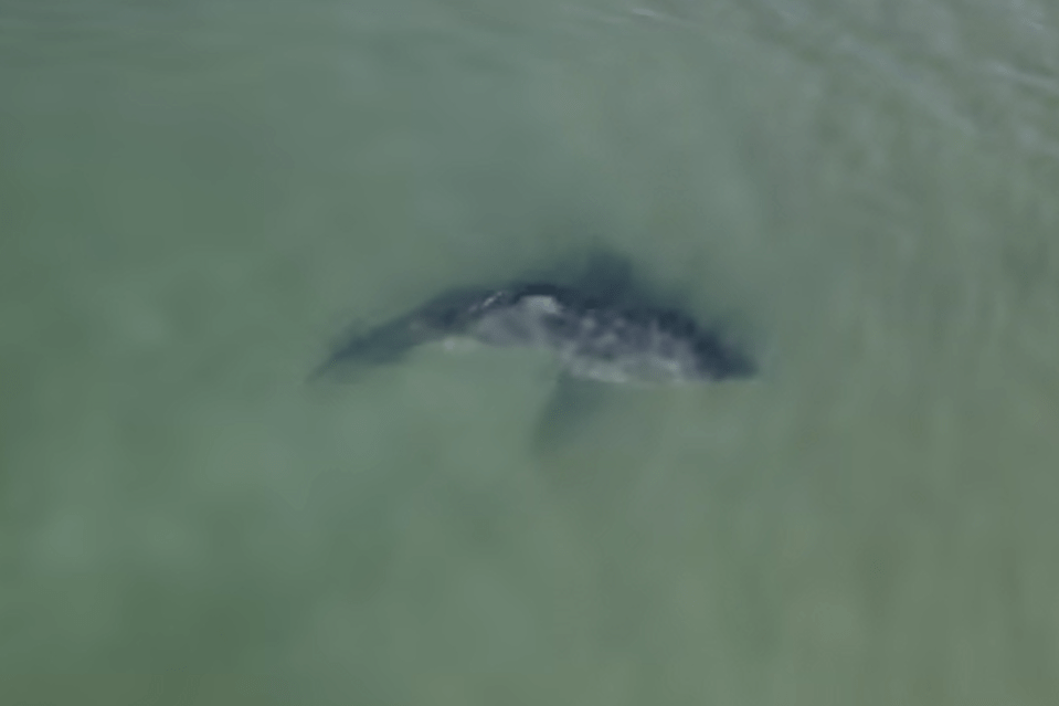 Drone footage showing the great white shark