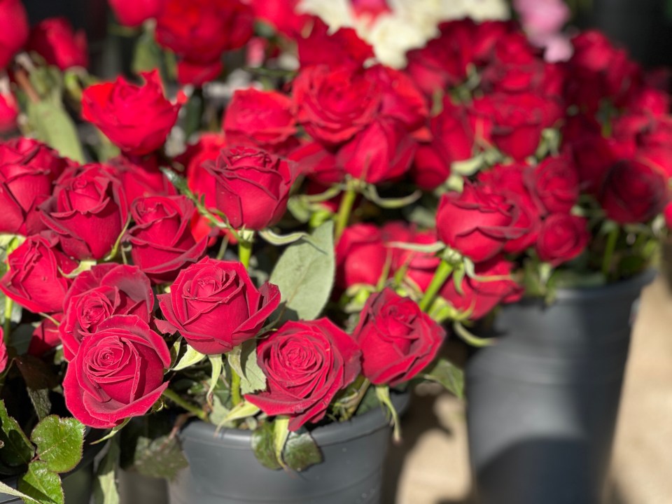 Received roses for Valentine’s Day? Here’s how to keep them alive for weeks