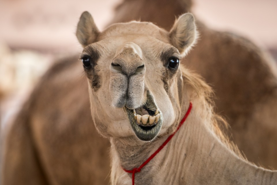 MERS is understood to come from camels