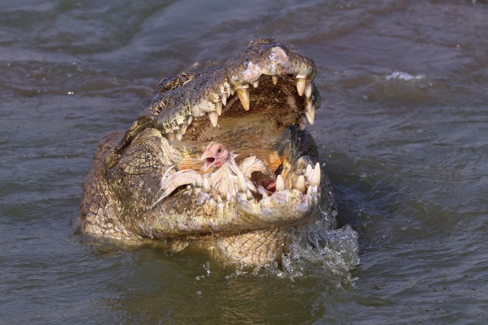 A TV star has revealed he's made a killer doc on crocodiles after one tried to eat his cameraman alive