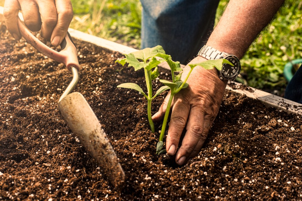 Ad organic matter to your vegetable beds to get them ready for planting