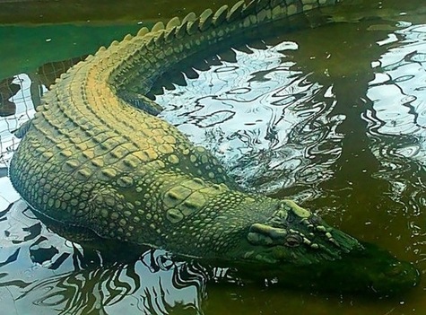 He lived at an enclosure at the Bunawan Ecopark and Wildlife Reservation Center