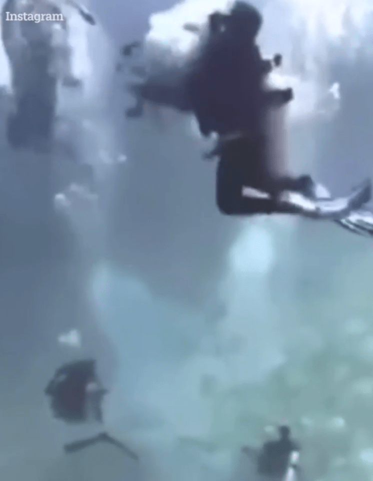 It continues swimming, smashing into another two divers