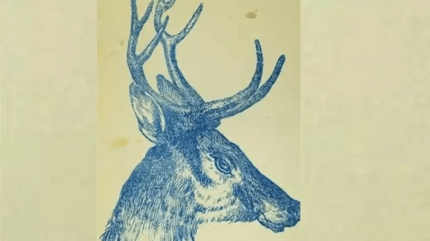 Try and spot the rabbit hidden somewhere in this sketch of a deer