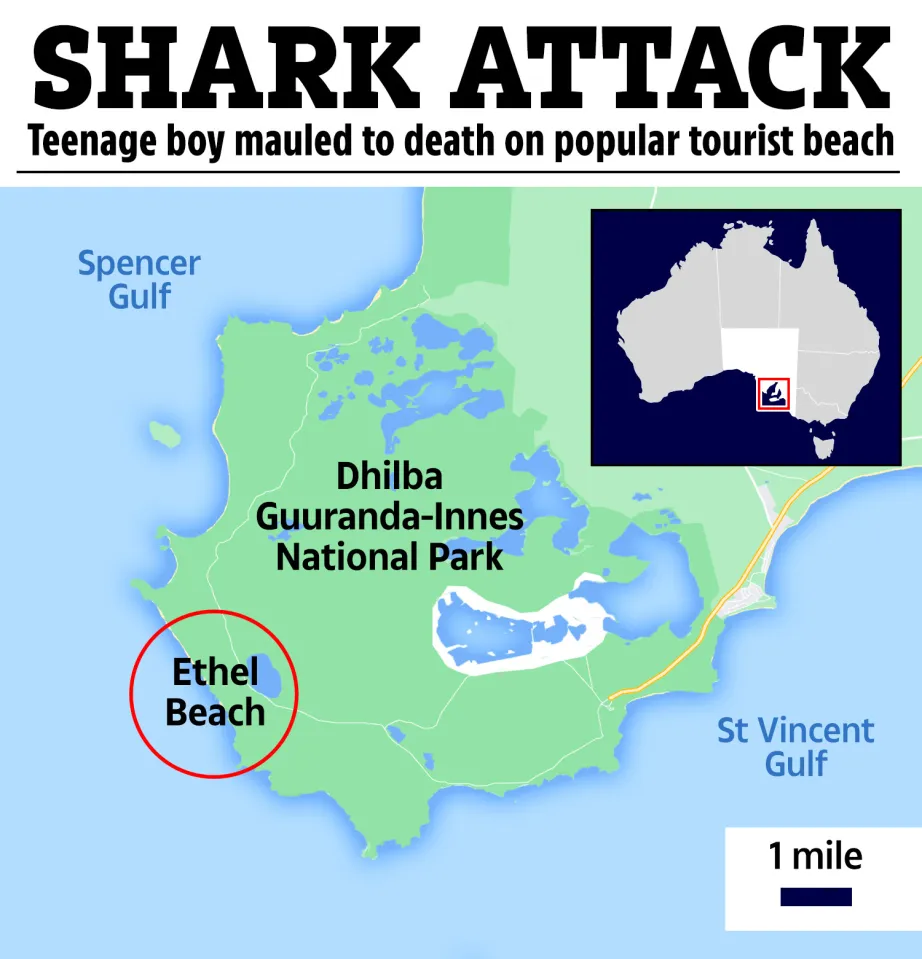 A teenage boy was mauled to death by a shark in Australia on December 28