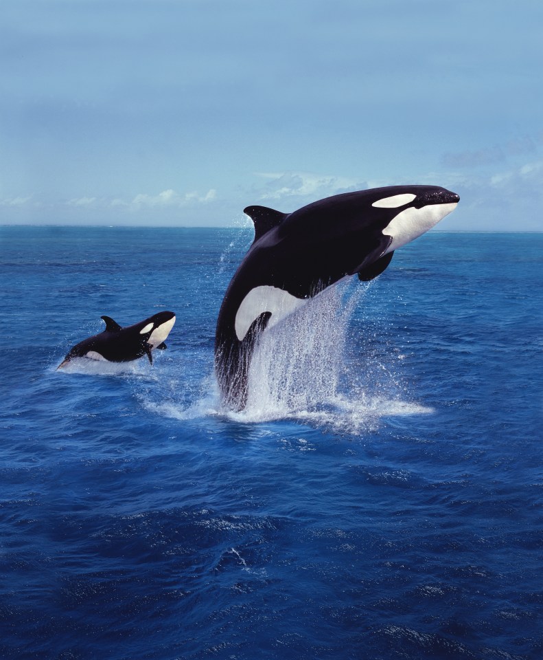 File picture of a mother orca with her calf