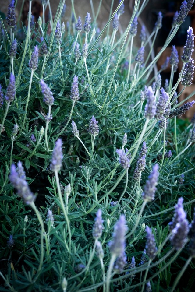 Lavender reflects light and copes with droughts